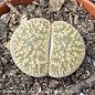 2p! Lithops /Living Stone Succulent /Tropical