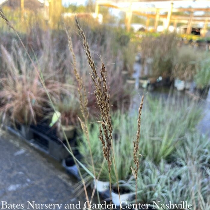 #3 Grass Sorghastrum nutans Sioux Blue/ Blue Indian Grass Native (TN)