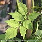 #1 Campsis radicans Flava/ Yellow Trumpet Creeper Native (TN)