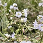 #1 Polemonium reptans Stairway To Heaven/ Variegated Jacob's Ladder