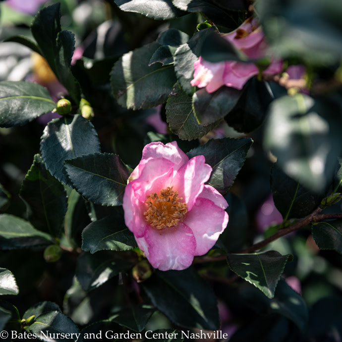 #7 Camellia x Long Island Pink/ Single - No Warranty