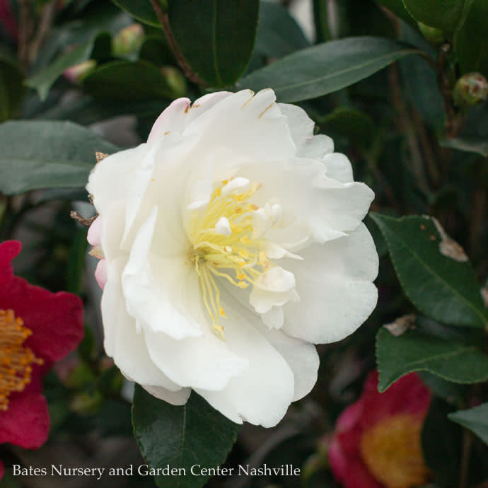 #7 Camellia sas Autumn Rocket/ White Double Columnar - No Warranty