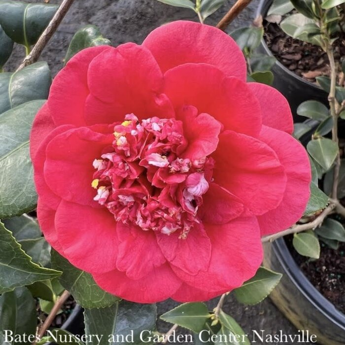 Topiary #2 ESP Camellia japonica April Tryst/ Red Espalier - No Warranty