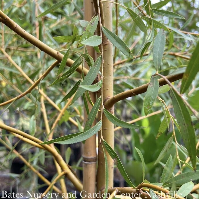 salix alba tristis fruit