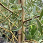 #15 Salix alba tristis Niobe/ Golden Weeping Willow