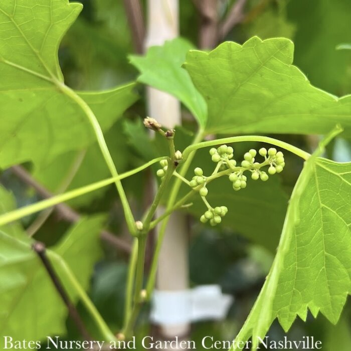 Edible #3 Vitis rotund Triumph/ Pink-Bronze Muscadine Grape