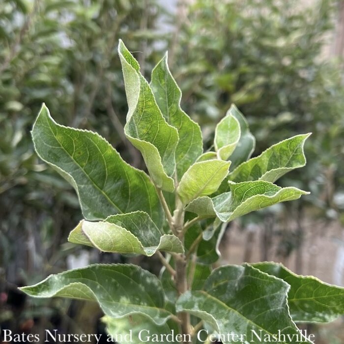 Edible #5 Malus Ginger Gold/ Semi-dwarf Early Season Apple