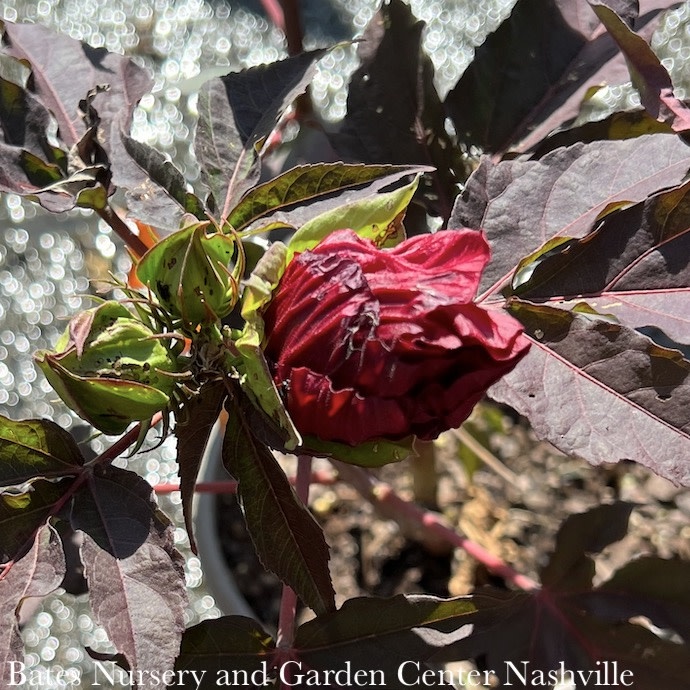 #1 Hibiscus mosc Moonshadow 'Carmine'/ Red Hardy Native (TN)