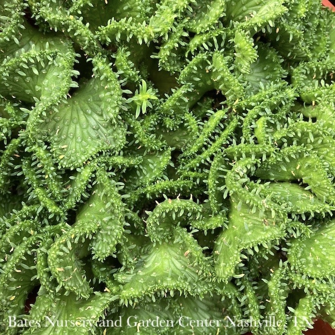 6p! Euphorbia Suzanne Crested Cactus /Tropical
