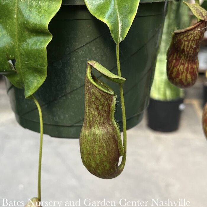 8hb! Nepenthes Gaya Pitcher Plant  /Tropical