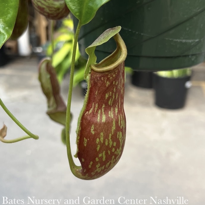 F10Foliage/Houseplants 8hb! Nepenthes Gaya Pitcher Plant /Tropical