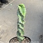 6p! Cactus Cereus Spiralis /Tropical