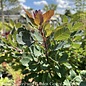 Topiary #6 PT Cotinus coggygria Dusky Maiden/ Smoketree PATIO TREE