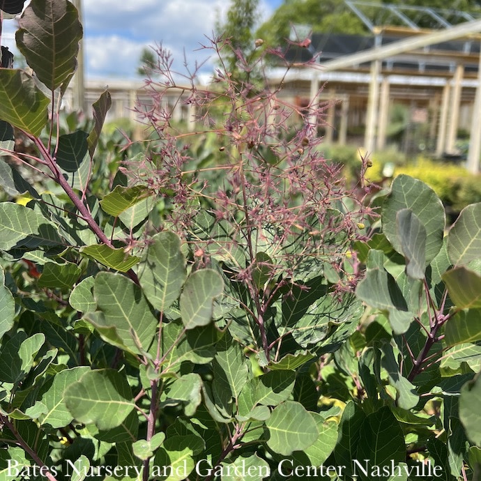 Topiary #6 PT Cotinus coggygria Dusky Maiden/ Smoketree PATIO TREE