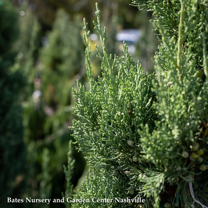 #7 Juniperus chin Trautman/ Columnar Green Juniper