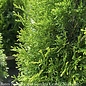 Topiary #3 Thuja occ Smaragd 'Emerald Green'/  Arborvitae Mini Fish - No Warranty