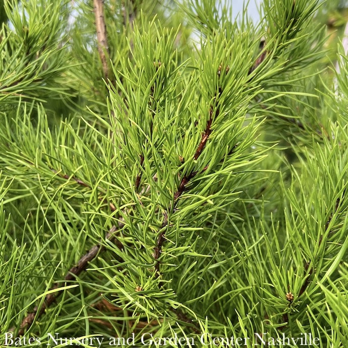 #7 Pinus virginiana/ Virginia Pine Native (TN)
