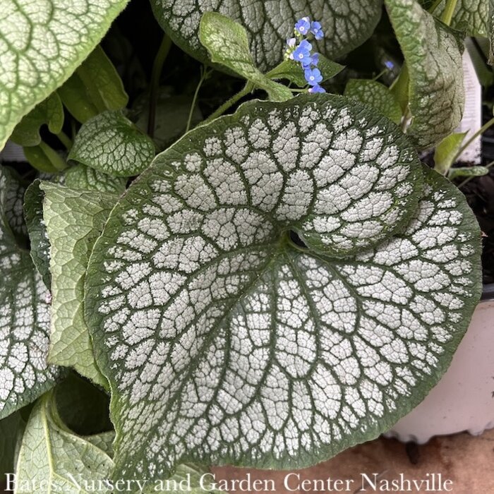 #1 Brunnera mac Jack of Diamonds/Siberian Bugloss