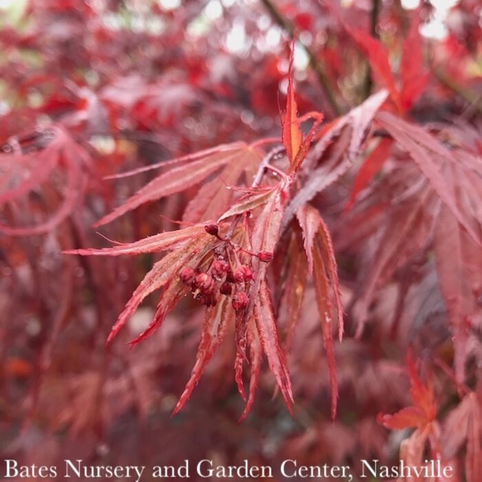 #6 Acer pal Sherwood Flame/ Red Upright Japanese Maple