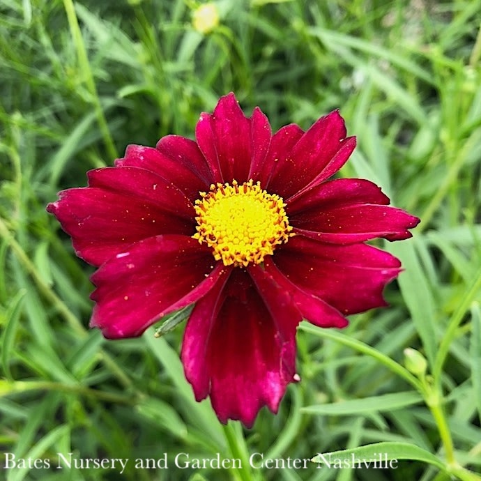 #1 Coreopsis x Big Bang 'Mercury Rising'/ Red Tickseed