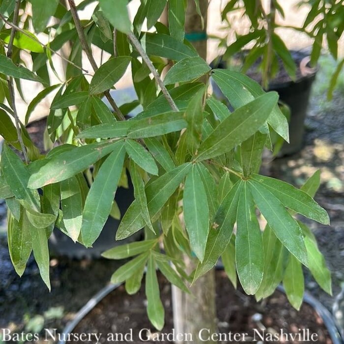 #15 Quercus phellos/ Willow Oak Native (TN)