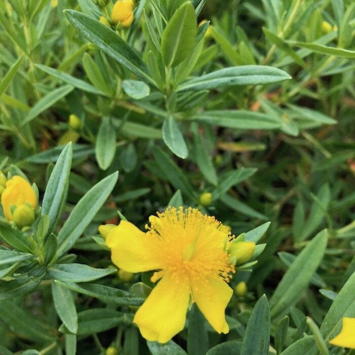 #3 Hypericum kalmianum 'PIIHYP-I' Cobalt-n-Gold