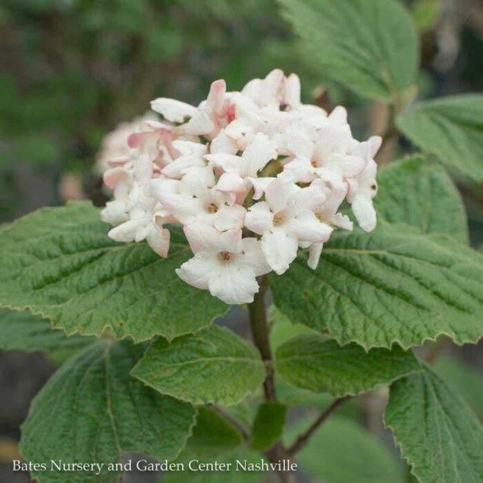 #2 Viburnum carlesii/ Korean Spice