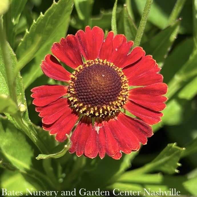 #1 Helenium autumnale Salsa/ Red-Orange Sneezeweed Native (TN)