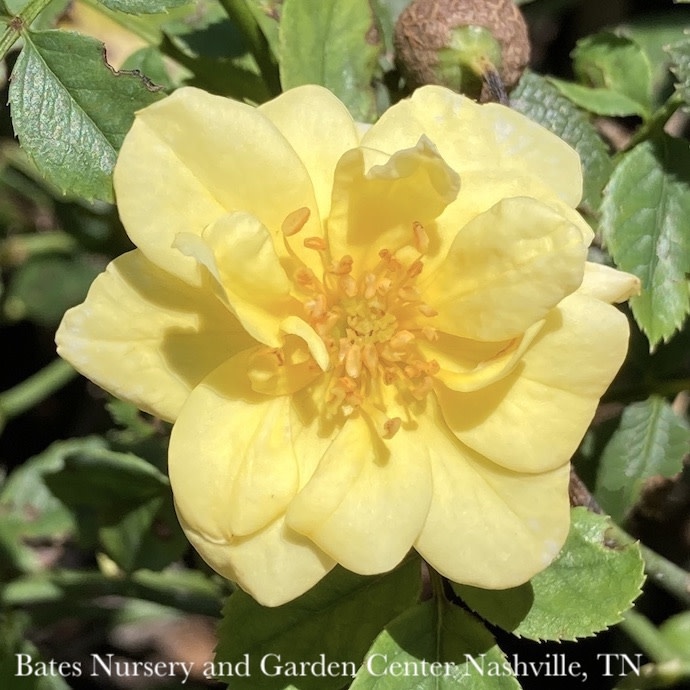 R99Miscellaneous Roses 3 Rosa Lemon Drift/ Groundcover Rose No