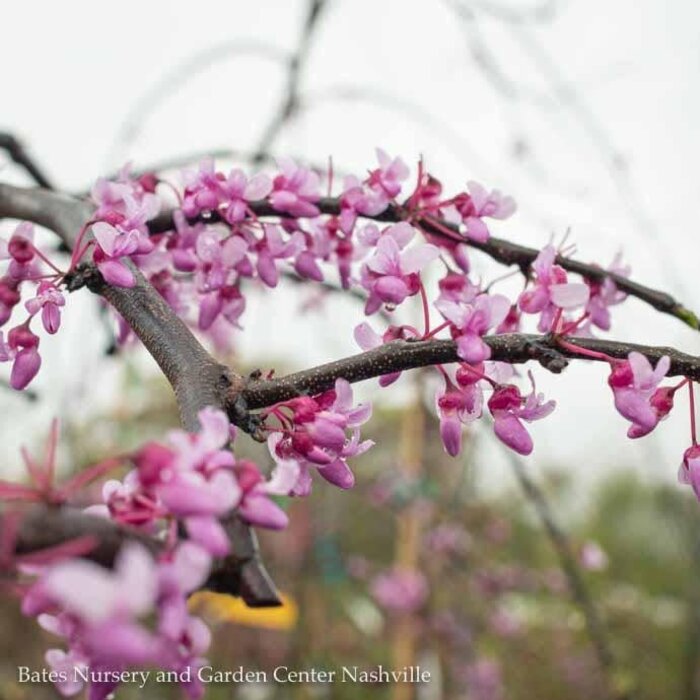 #15 Cercis can Pink Heartbreaker/Weeping Redbud Native (TN)