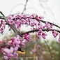 #15 Cercis can Pink Heartbreaker/Weeping Redbud Native (TN)