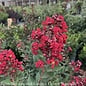 #3 Lagerstroemia Enduring Summer 'Red'/ Dwarf Crape Myrtle