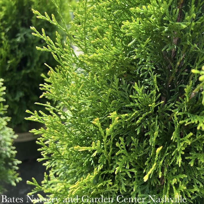 Topiary #3 Thuja occ Smaragd 'Emerald Green'/ Arborvitae Mini Sun - No Warranty