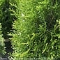 Topiary #3 Thuja occ Smaragd 'Emerald Green'/ Arborvitae Mini Star - No Warranty