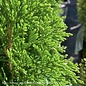 #6 Thuja occ PW North Pole/ Columnar Arborvitae