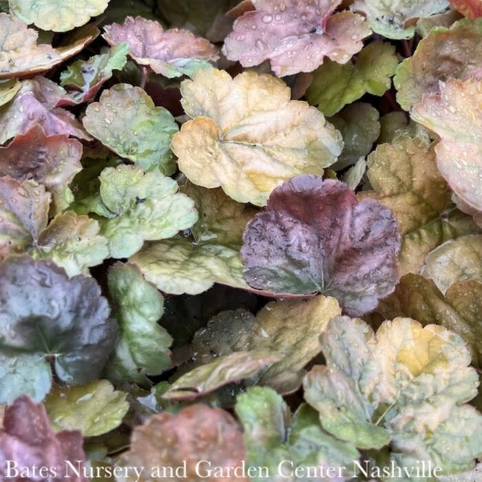 #1 Heuchera x Apricot/ Coral Bells