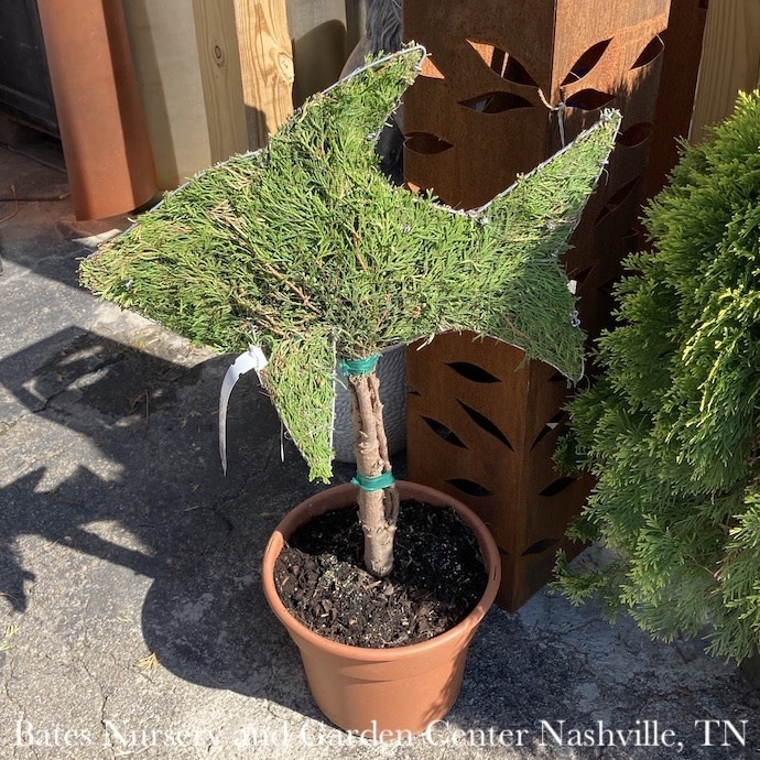 Topiary #3 Thuja occ Smaragd 'Emerald Green'/  Arborvitae Mini Fish - No Warranty