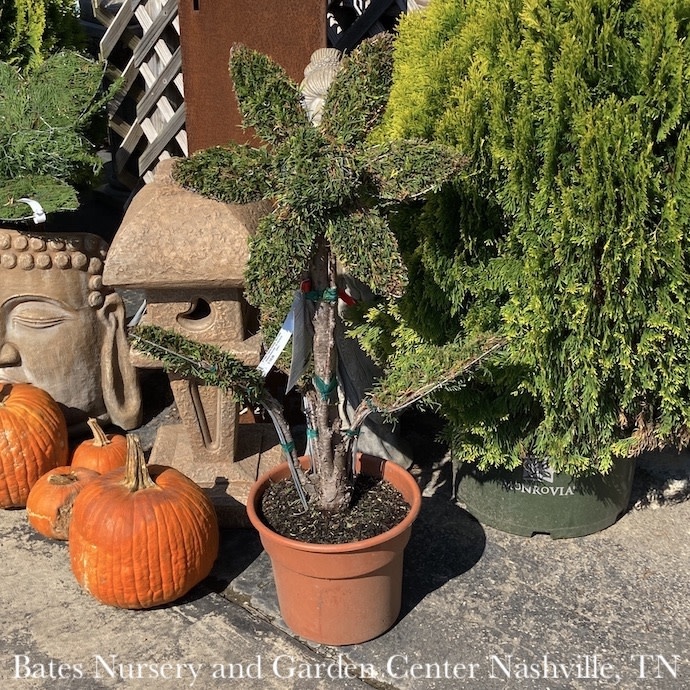 Topiary #3 Thuja occ Smaragd 'Emerald Green'/ Arborvitae Mini Flower - No Warranty