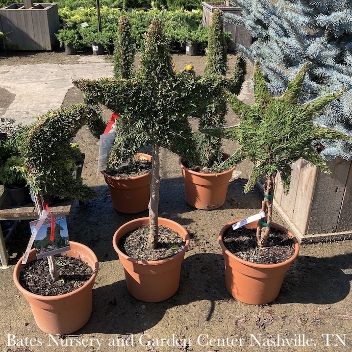 Topiary #3 SHAPE Thuja occ Smaragd 'Emerald Green'/ Arborvitae Mini Sun ...