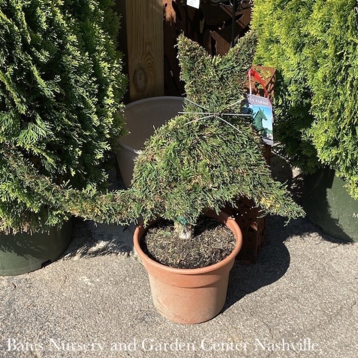 Topiary #3 Thuja occ Smaragd 'Emerald Green'/ Arborvitae Mini Cat - No Warranty