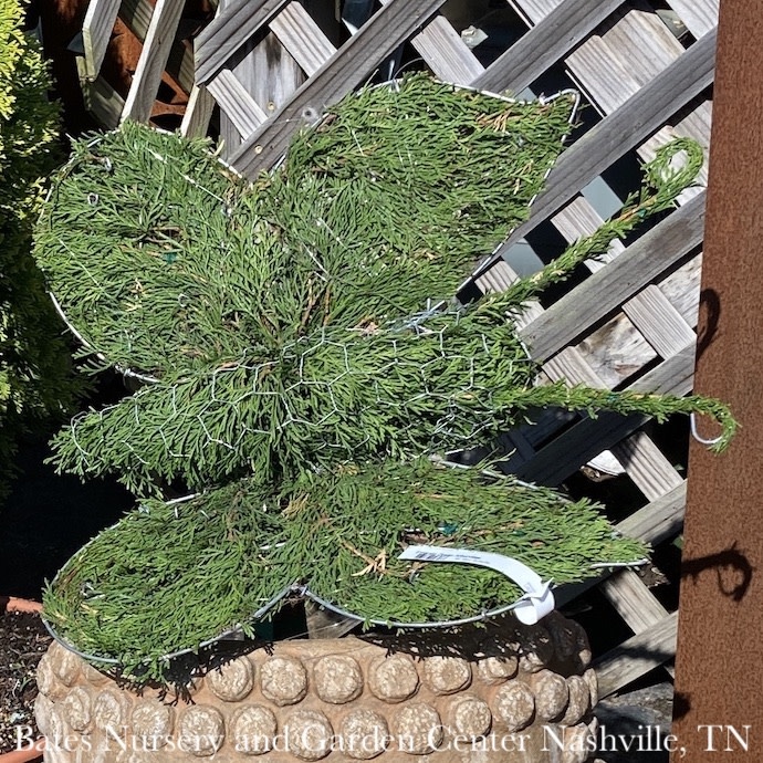 Topiary #3 Thuja occ Smaragd 'Emerald Green'/ Arborvitae Mini Butterfly - No Warranty