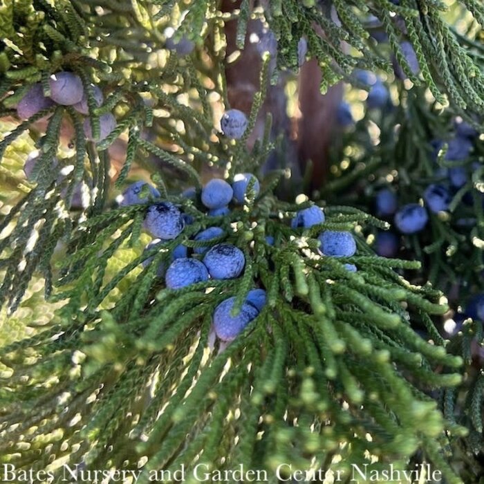 #15 5' Juniperus virg Canaertii/ Upright Eastern Red Cedar Native (TN)