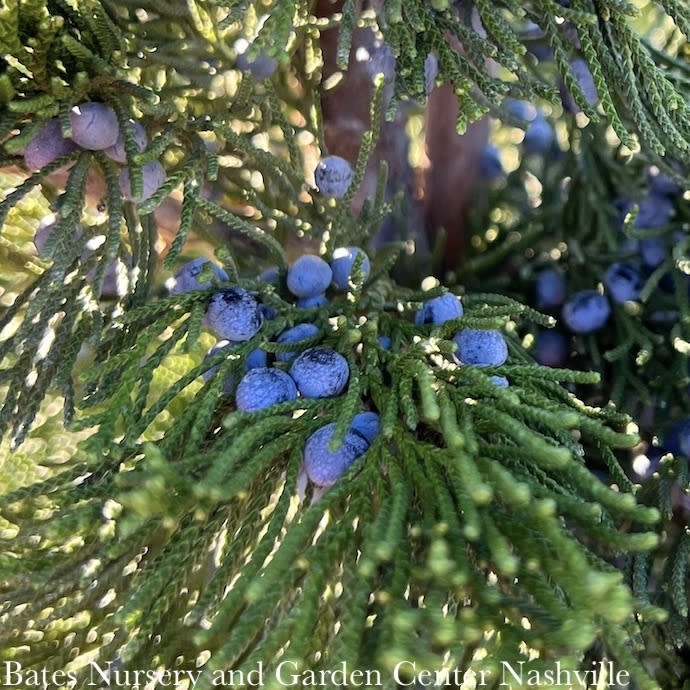 #15 Juniperus virg Canaertii/ Upright Eastern Red Cedar Native (TN)