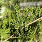#15 5' Juniperus virg Canaertii/ Upright Eastern Red Cedar Native (TN)