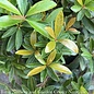 #5 Cleyera japonica Copper Crown/ Ternstroemia