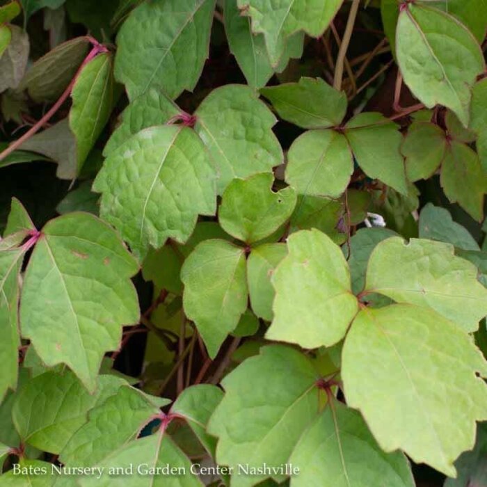 #1 Parthenocissus tri 'Veitchii'/ Boston Ivy