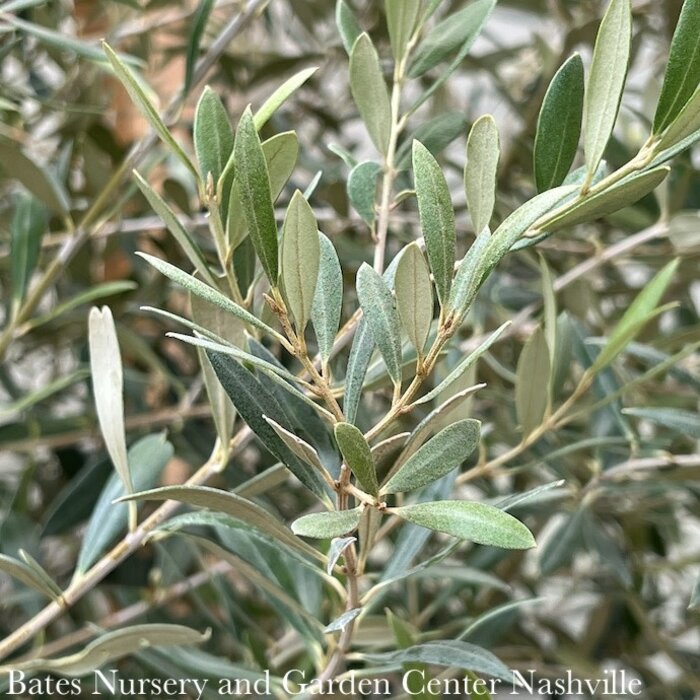 Tropical Edible #15 Olea europaea Arbequina/ Fruiting Olive Tree - No Warranty