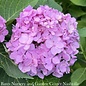 #3 Hydrangea mac iBloom 'Azure Skies'/ Bigleaf/ Mophead Rebloom Blue/Purple/Pink