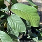 Edible #3 Asimina triloba/ Paw Paw Native (TN)