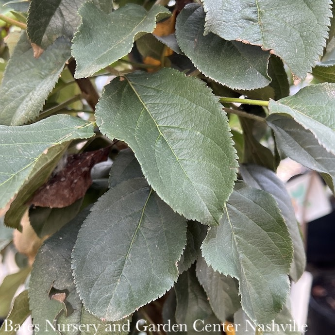 Edible #7 Malus Colonnade Golden Sentinel/ Midseason Columnar Apple